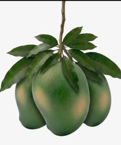 আম্রপালি আম(Amrapali Mango)