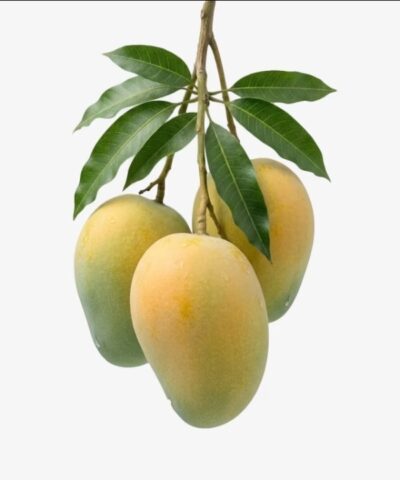 হিমসাগর আম (Himsagar Mango)